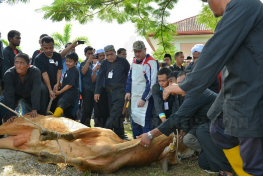 KDYMM Sultan Kelantan Dan YTM Tengku Mahkota Kelantan Berkenan Berangkat Ke Majlis Korban Anjuran MAIK