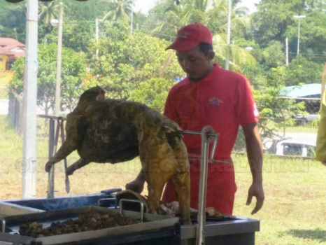 raya13