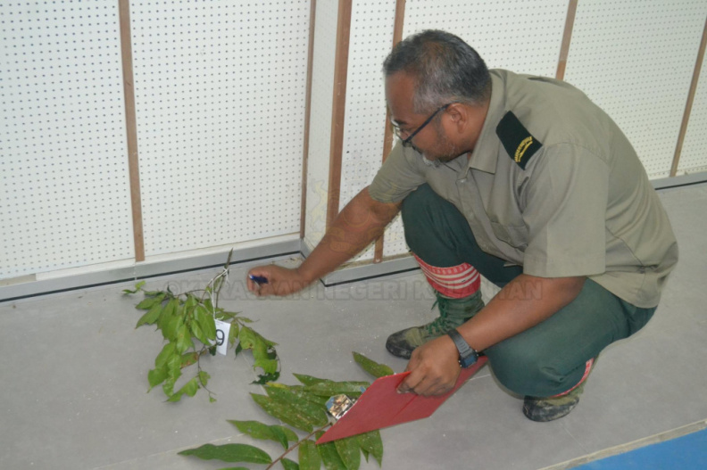 Kursus Pengecaman Pokok & Daun 2016 (13) - Kursus Pengecaman Pokok & Daun 2016 (13).jpg Kursus Pengecaman Pokok & Daun 2016 (13).jpg