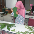 Kursus Pengecaman Pokok & Daun 2016 (17)