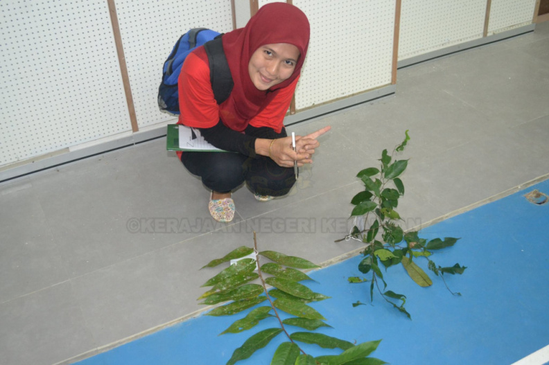 Kursus Pengecaman Pokok & Daun 2016 (21) - Kursus Pengecaman Pokok & Daun 2016 (21).jpg Kursus Pengecaman Pokok & Daun 2016 (21).jpg