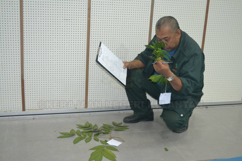Kursus Pengecaman Pokok & Daun 2016 (29) - Kursus Pengecaman Pokok & Daun 2016 (29).jpg Kursus Pengecaman Pokok & Daun 2016 (29).jpg