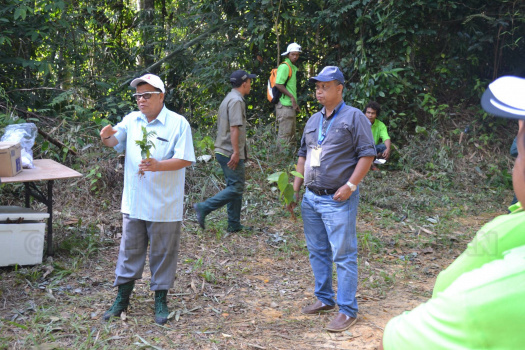 Demonstrasi Dan Aktiviti Mencari Anak Benih Pokok Hutan Liar Di Kawasan Tanah Tingggi Lojing (4)
