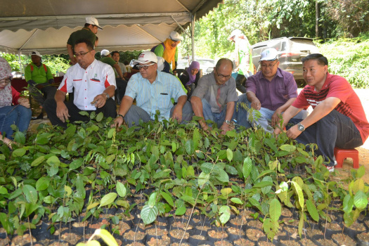 Demonstrasi Dan Aktiviti Mencari Anak Benih Pokok Hutan Liar Di Kawasan Tanah Tingggi Lojing (6)