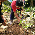 Penanaman Pokok Sempena Gotong - Royong Kelab Rukun Tetangga (3)