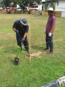 Penanaman Anak Pokok Oleh Pelajar Sekolah Di SK Gua Musang (3)