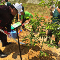 Penanaman Pokok di Jedok (30)