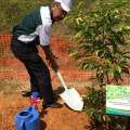 Penanaman Pokok di Jedok (31)