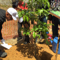 Penanaman Pokok di Jedok (32)