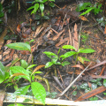 DSC 0086