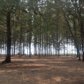 DSC 0413