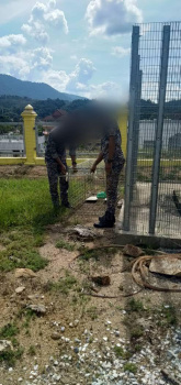 Operasi kawalan populasi anjing liar Gua Musang