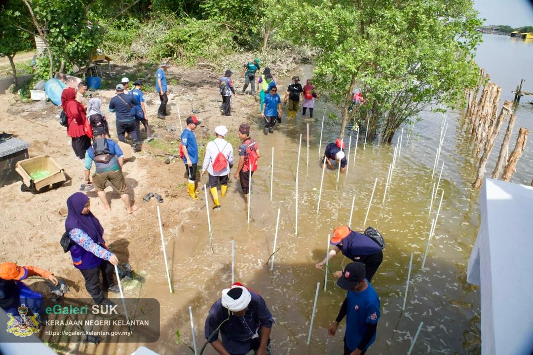 program-penanaman-pokok-bakau-di-jeti-laguna-semerak-pasir-puteh-33.jpg