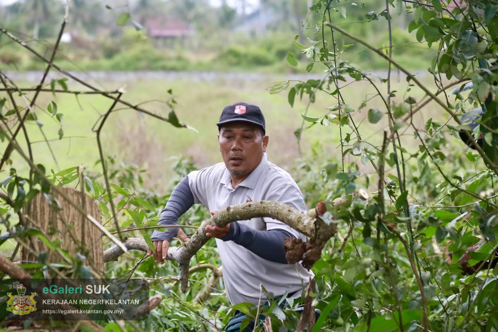 program-penebangan-pokok-usang-di-jalan-pasir-putehtok-bali-yang-melibatkan-pelbagai-agensi-16.JPG
