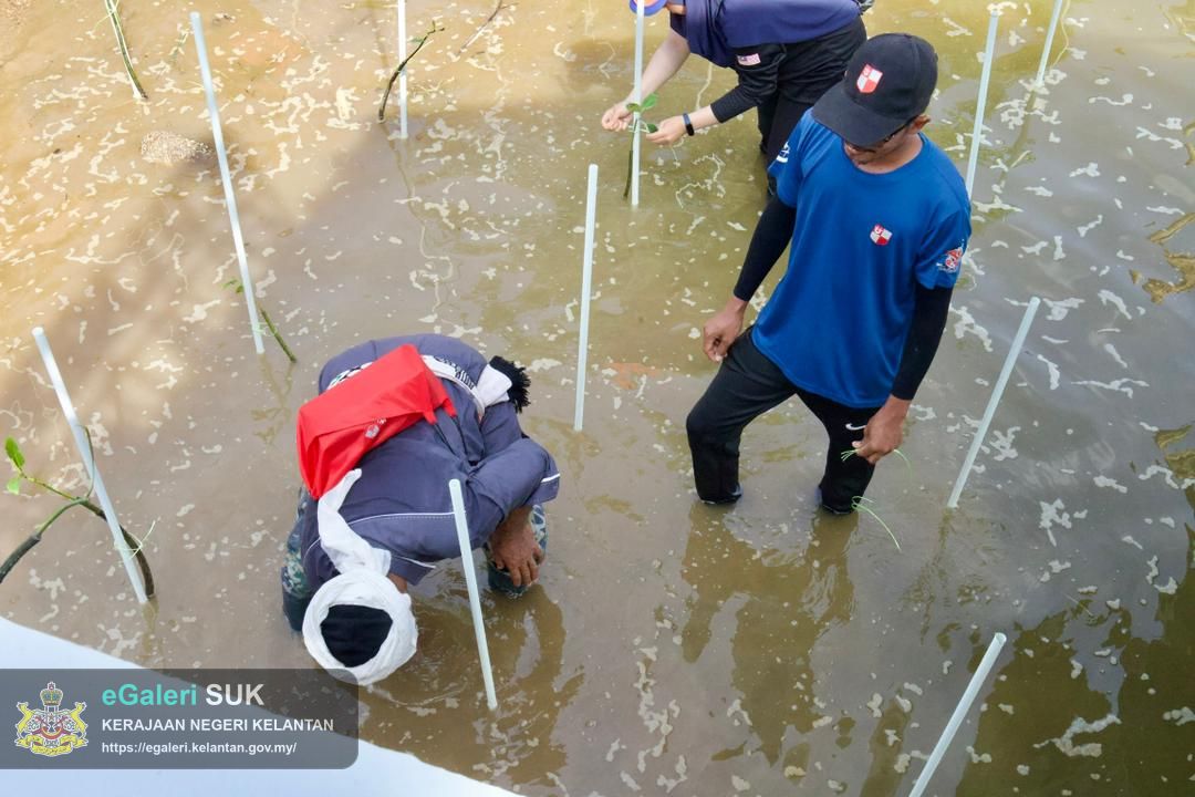 program-penanaman-pokok-bakau-di-jeti-laguna-semerak-pasir-puteh-34.jpg