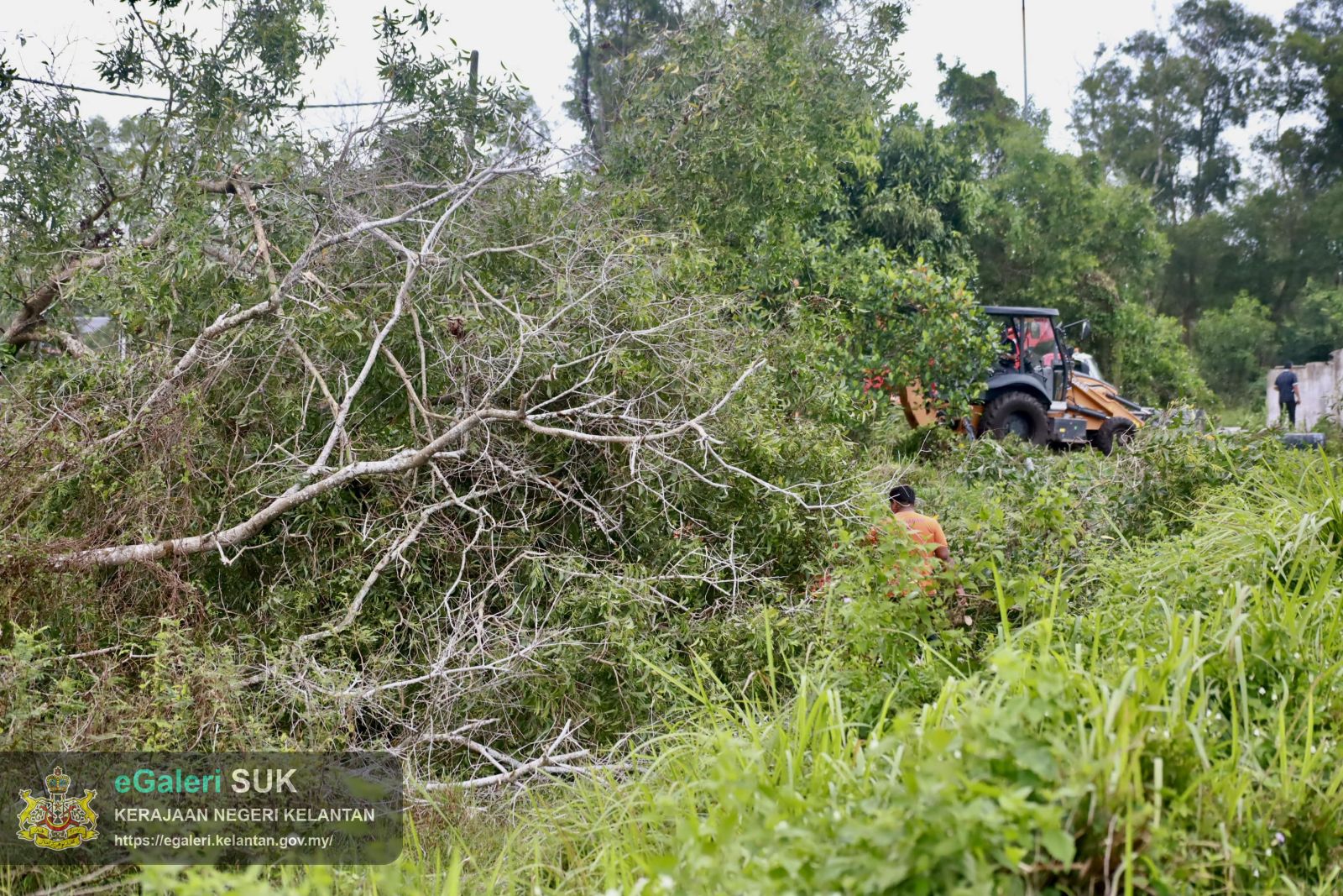 program-penebangan-pokok-usang-di-jalan-pasir-putehtok-bali-yang-melibatkan-pelbagai-agensi-13.JPG