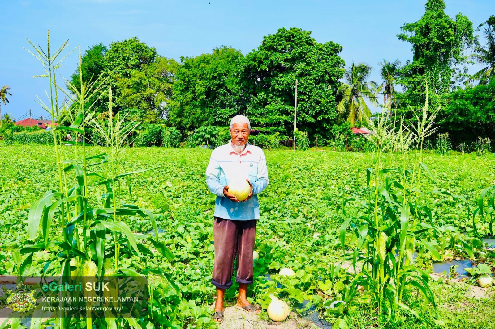 lwatan-yabrs-ketua-jajahan-ke-projek-tanaman-banggol-melon-rock-melon-16.jpg