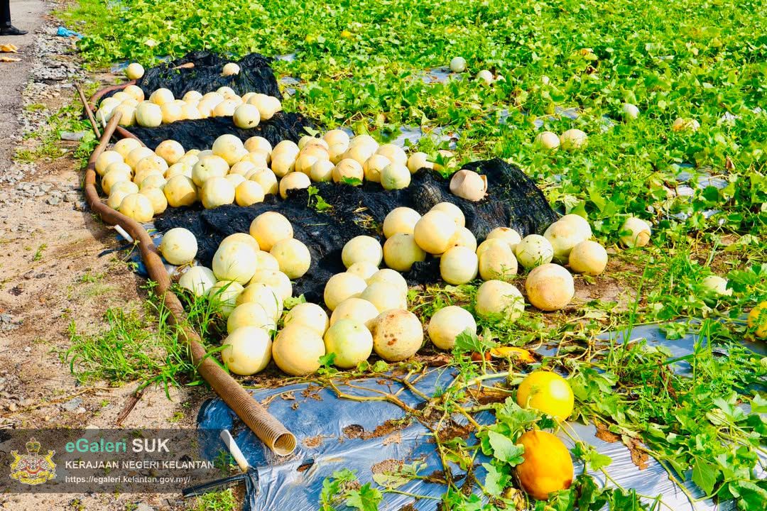 lwatan-yabrs-ketua-jajahan-ke-projek-tanaman-banggol-melon-rock-melon-4.jpg