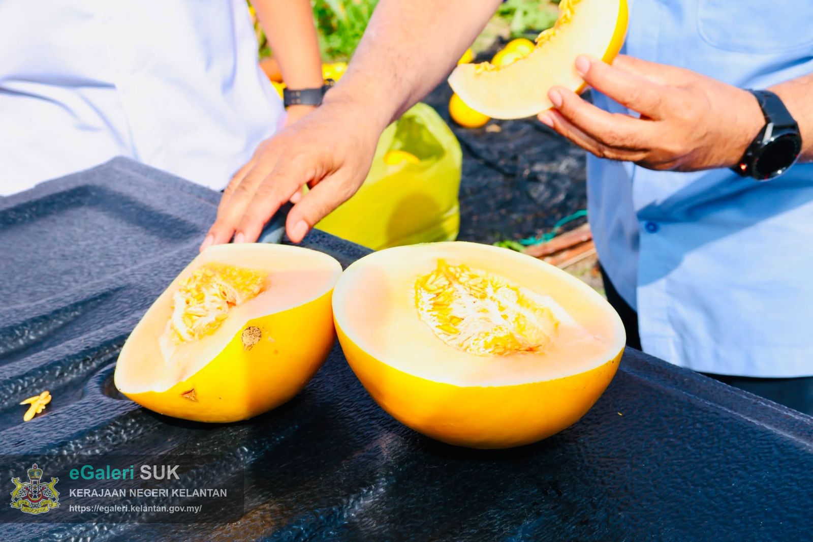 lwatan-yabrs-ketua-jajahan-ke-projek-tanaman-banggol-melon-rock-melon-6.jpg