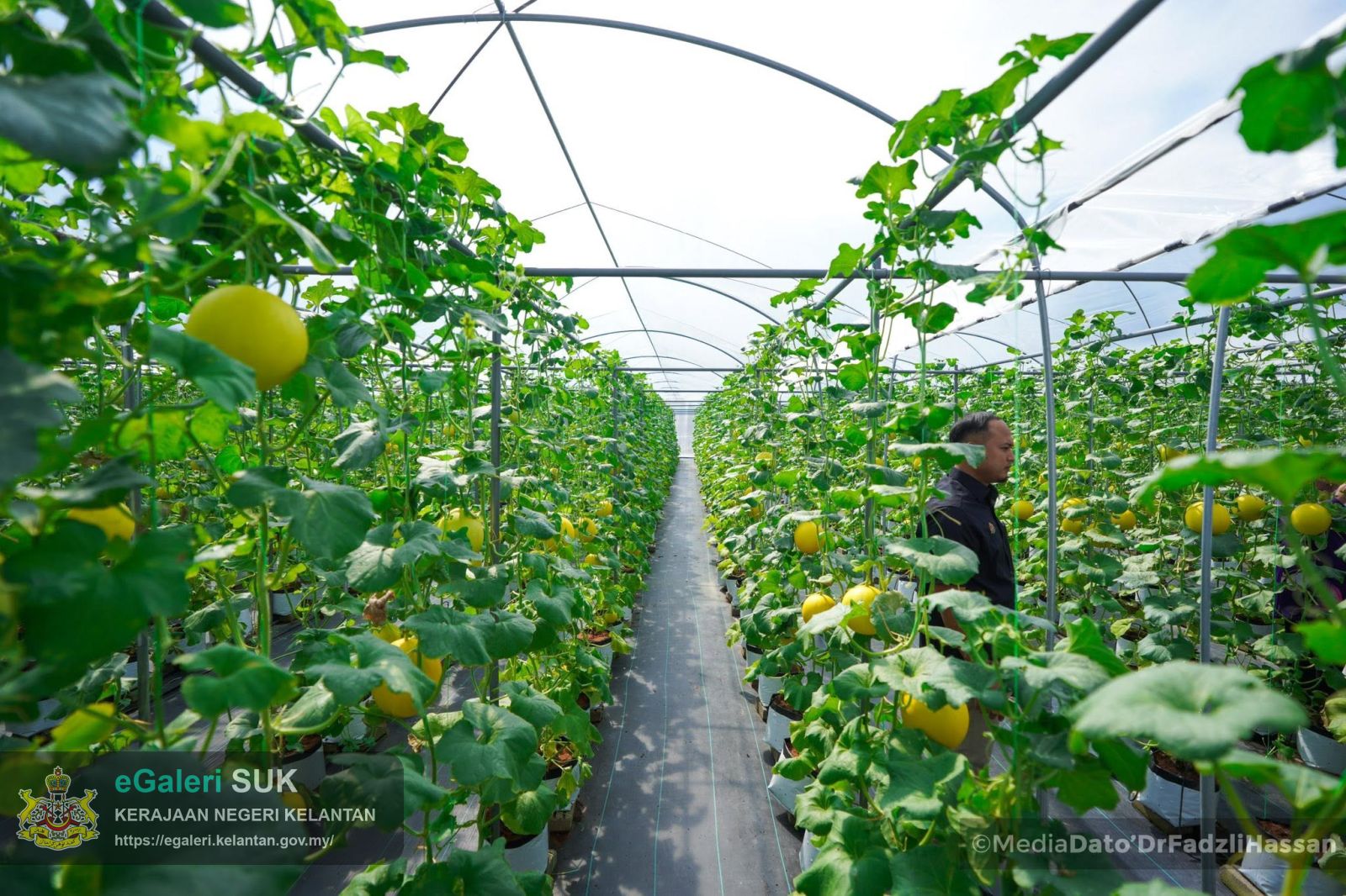 majlis-perasmian-projek-melon-manis-machang-3m-4.jpg
