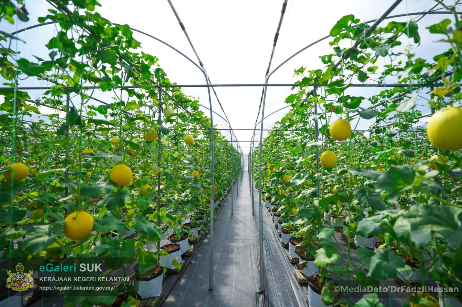 majlis-perasmian-projek-melon-manis-machang-3m-8.jpg
