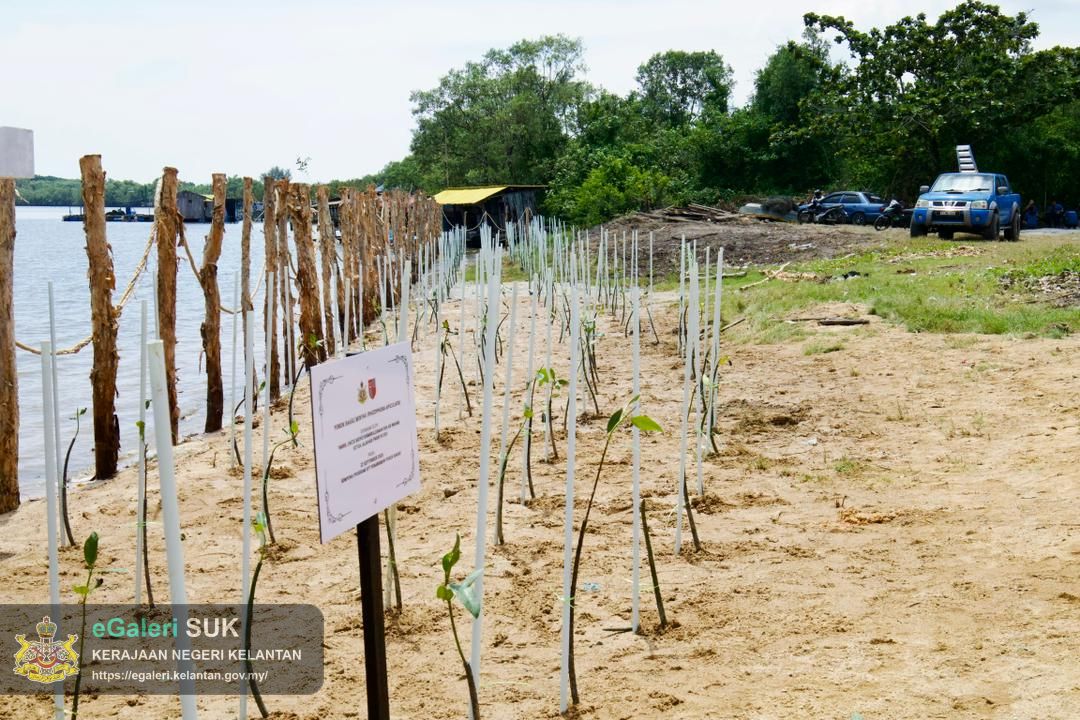 program-penanaman-pokok-bakau-di-jeti-laguna-semerak-pasir-puteh-41.jpg