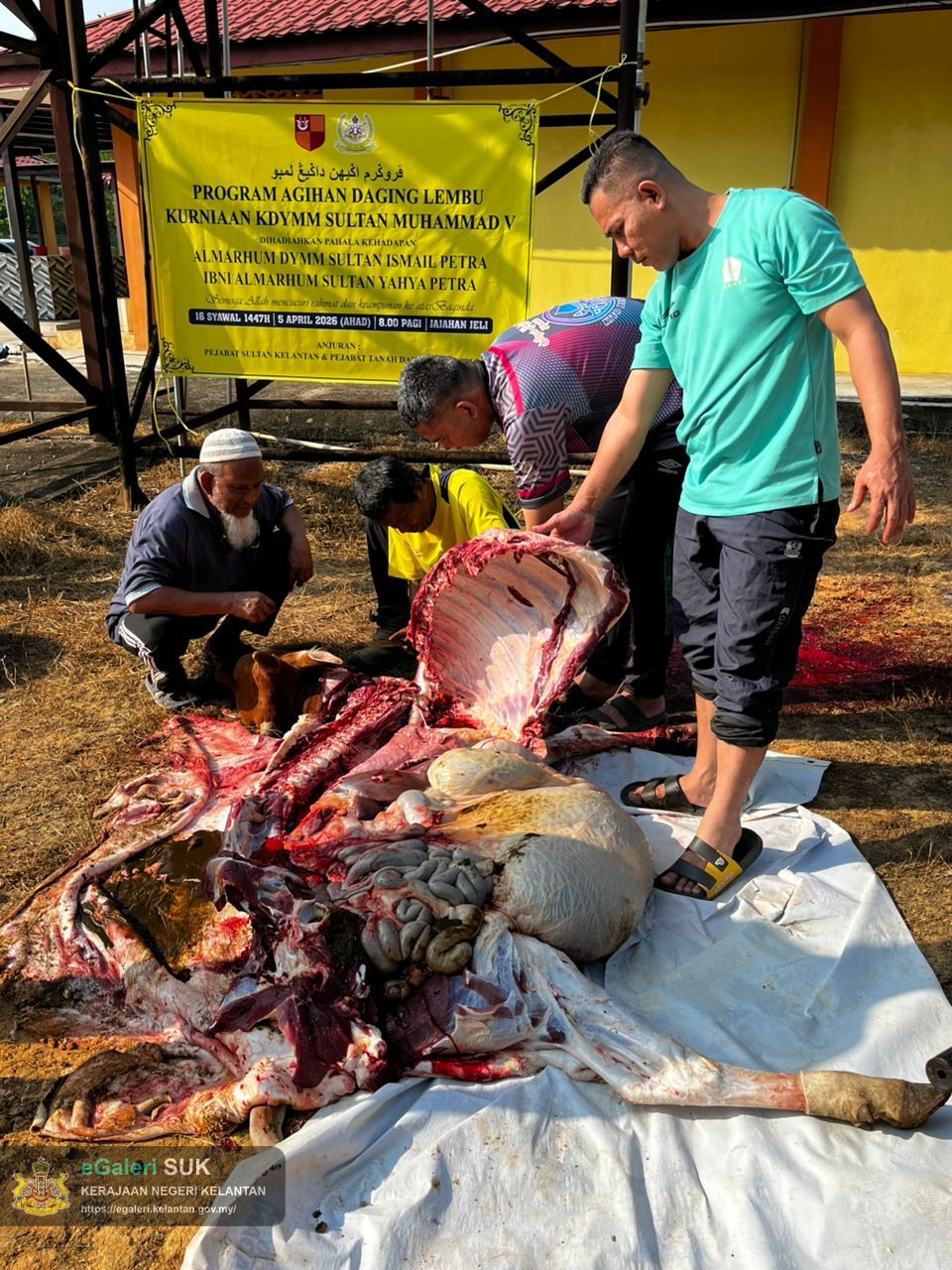 program-agihan-daging-lembu-kurniaan-kdymm-sultan-muhammad-v-di-jajahan-jeli-10.jpg