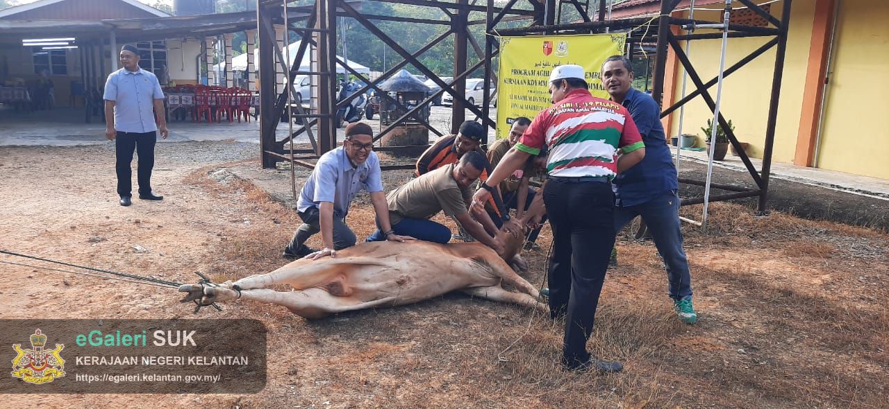 program-agihan-daging-lembu-kurniaan-kdymm-sultan-muhammad-v-di-jajahan-jeli-3.jpg