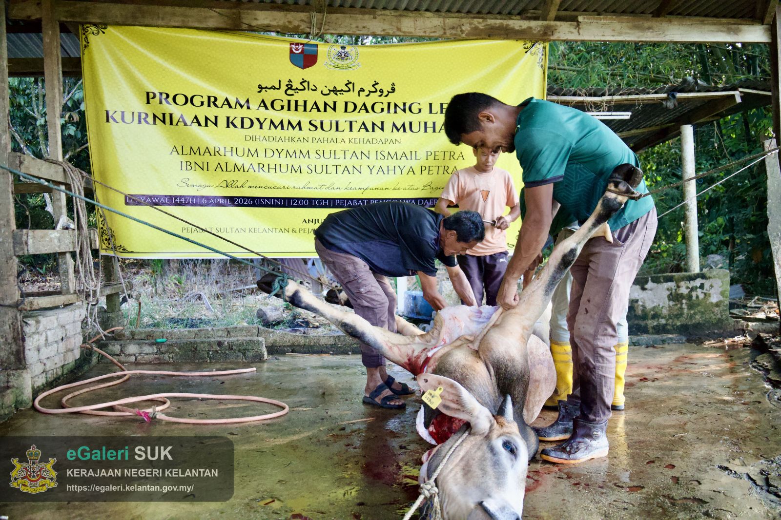 rakaman-gambar-proses-melapah-lembu-bagi-program-agihan-daging-lembu-kurniaan-kebawah-duli-yang-maha-mulia-sultan-muhammad-v-12.jpg