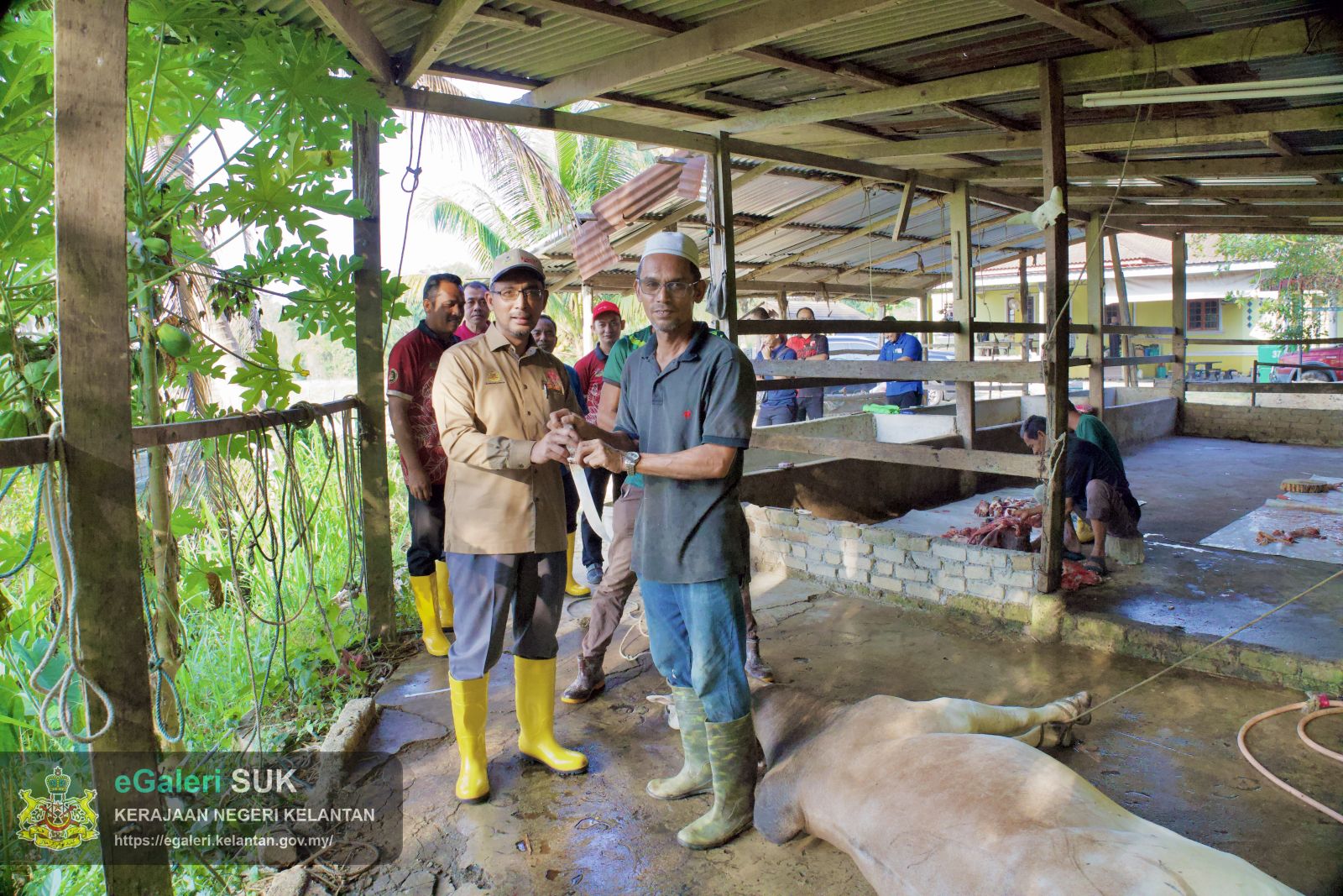 rakaman-gambar-proses-melapah-lembu-bagi-program-agihan-daging-lembu-kurniaan-kebawah-duli-yang-maha-mulia-sultan-muhammad-v-8.jpg