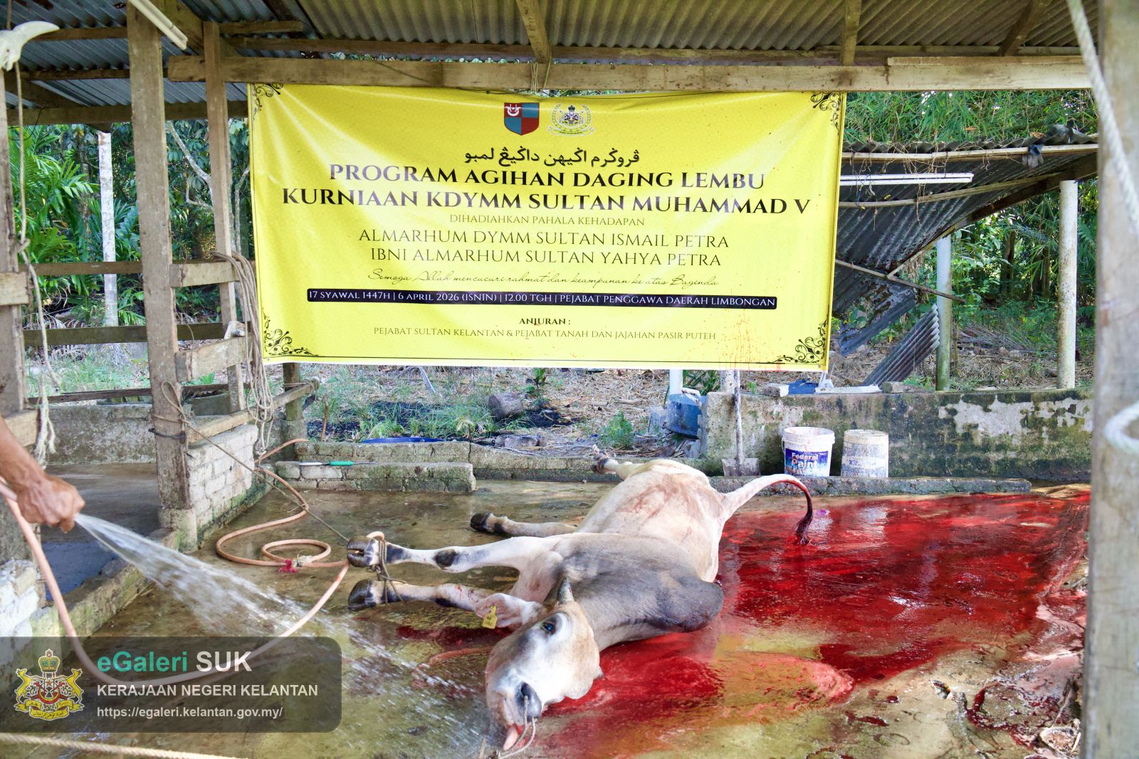 rakaman-gambar-proses-melapah-lembu-bagi-program-agihan-daging-lembu-kurniaan-kebawah-duli-yang-maha-mulia-sultan-muhammad-v-9.jpg