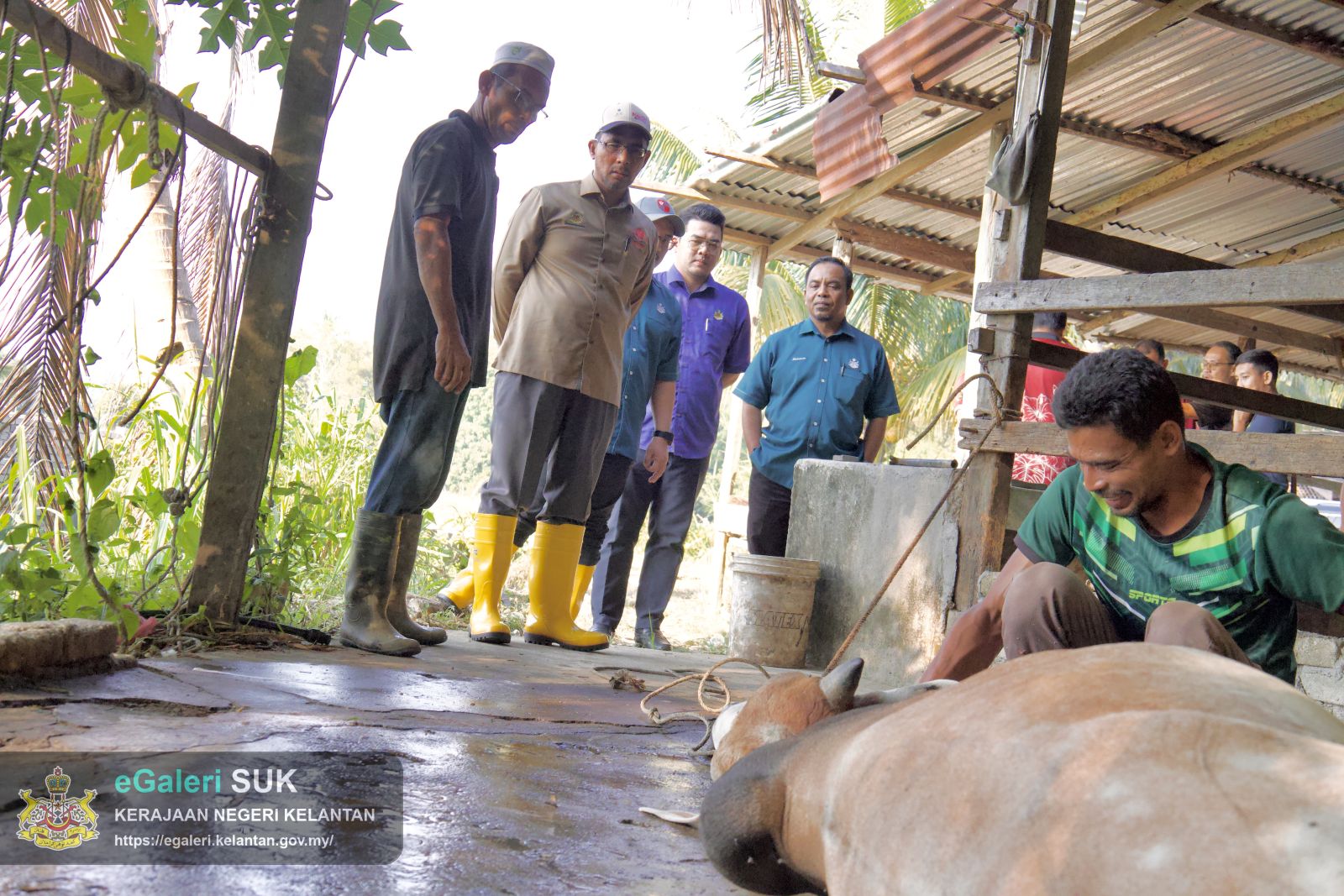 Rakaman gambar proses melapah lembu bagi Program Agihan Daging Lembu Kurniaan Kebawah Duli Yang Maha Mulia Sultan Muhammad V