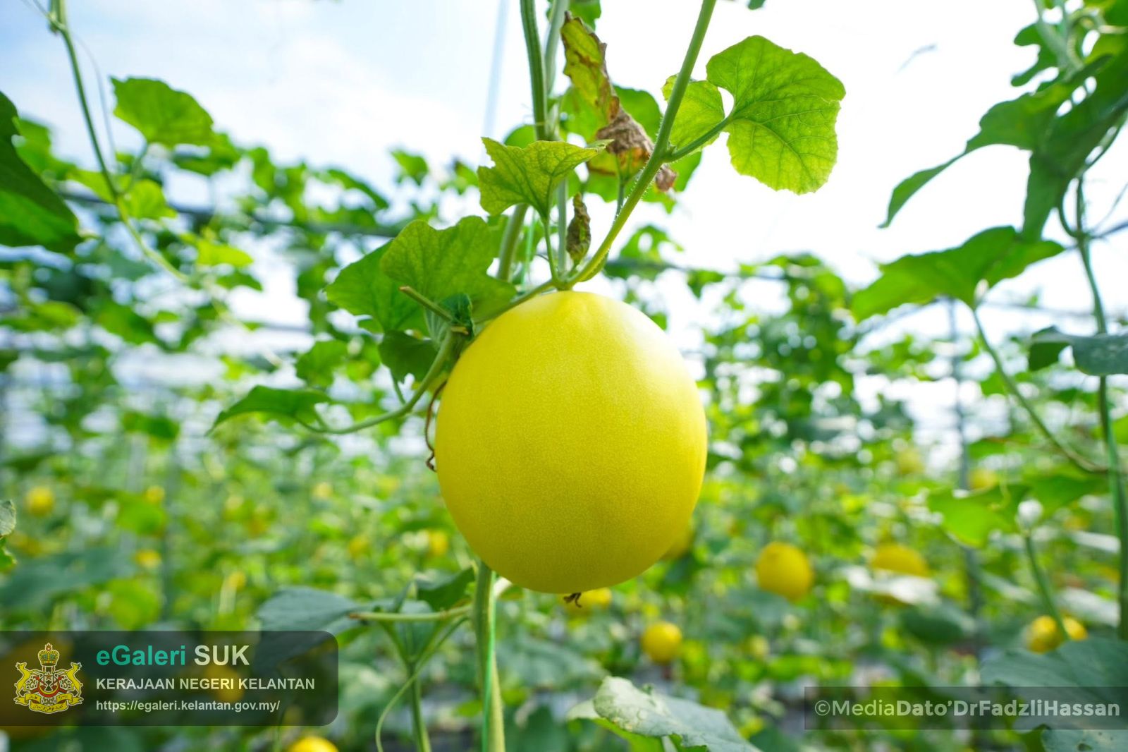 majlis-perasmian-projek-melon-manis-machang-3m-10.jpg