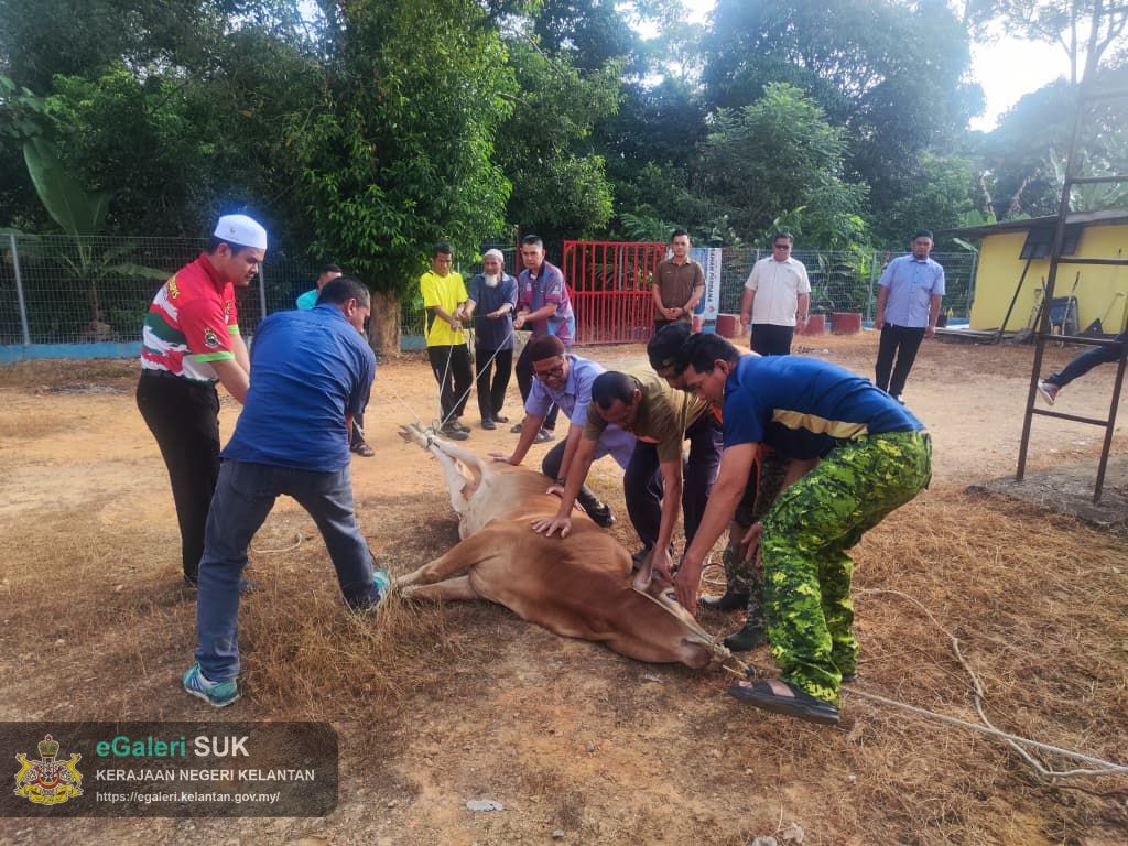 program-agihan-daging-lembu-kurniaan-kdymm-sultan-muhammad-v-di-jajahan-jeli-2.jpg