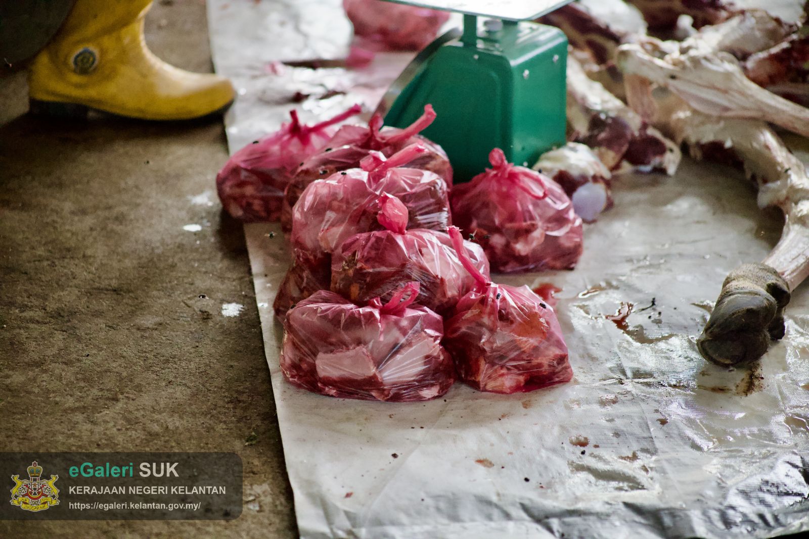 rakaman-gambar-proses-melapah-lembu-bagi-program-agihan-daging-lembu-kurniaan-kebawah-duli-yang-maha-mulia-sultan-muhammad-v-10.jpg