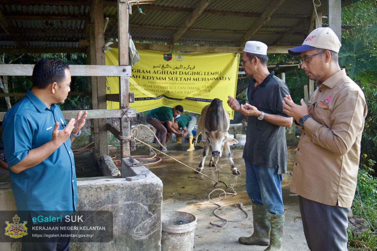 rakaman-gambar-proses-melapah-lembu-bagi-program-agihan-daging-lembu-kurniaan-kebawah-duli-yang-maha-mulia-sultan-muhammad-v-5.jpg