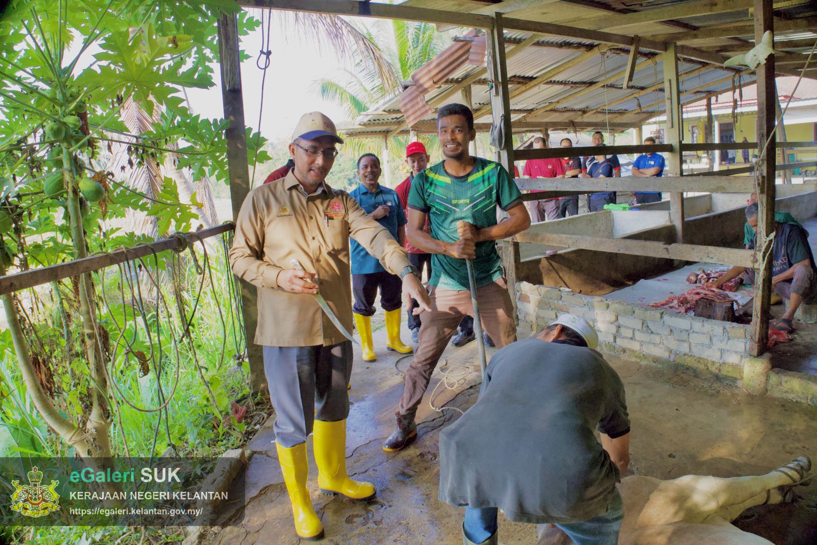 rakaman-gambar-proses-melapah-lembu-bagi-program-agihan-daging-lembu-kurniaan-kebawah-duli-yang-maha-mulia-sultan-muhammad-v-7.jpg