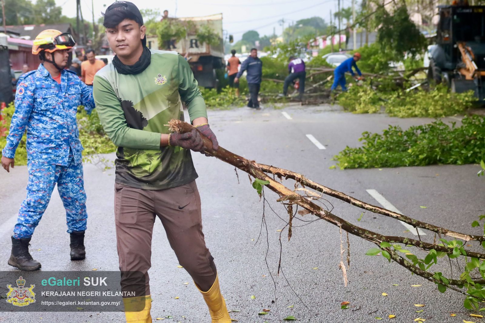 Program penebangan pokok usang