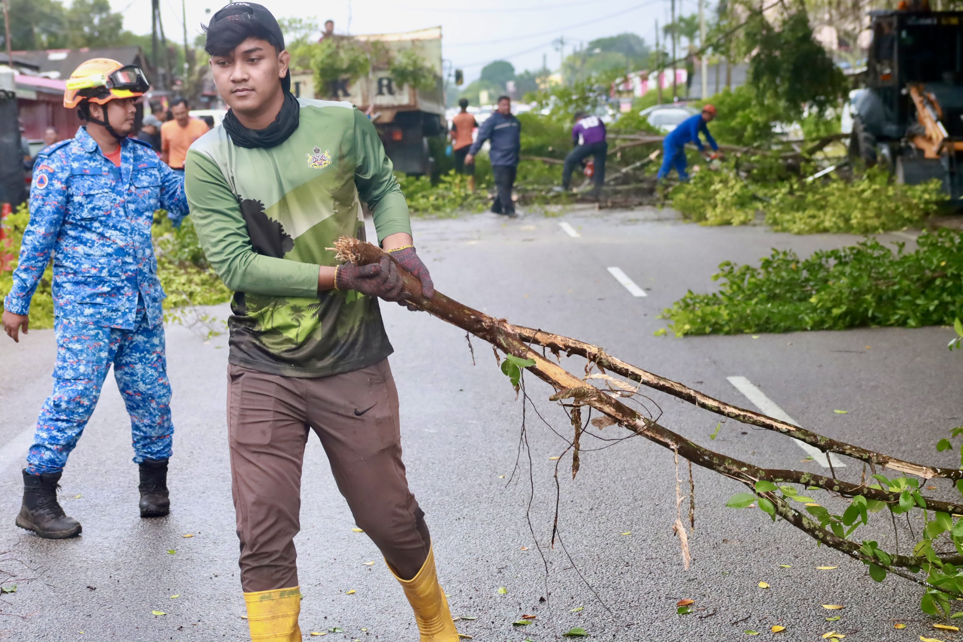 Program penebangan pokok usang